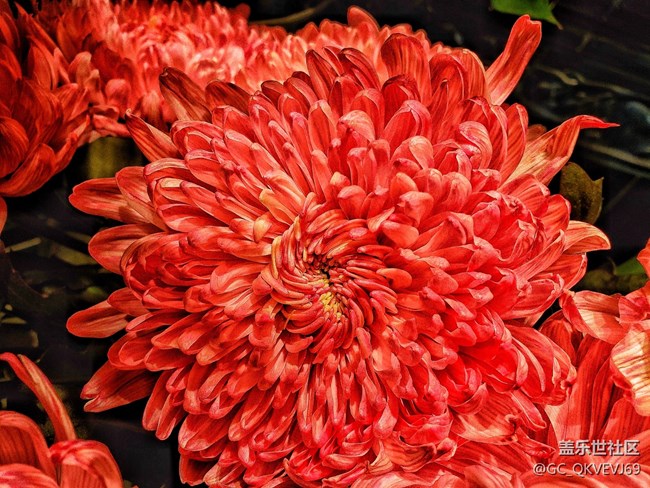 【夏季的花】+ 菊花 紅