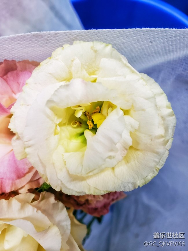 【夏季的花】+粉色洋桔梗