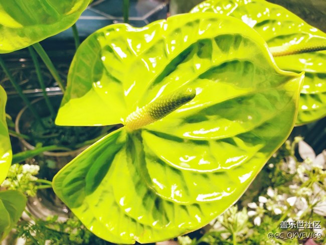 【夏季的花】+ 花燭 綠掌