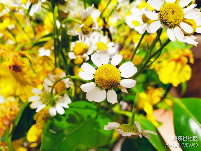 【夏季的花】+ 洋甘菊