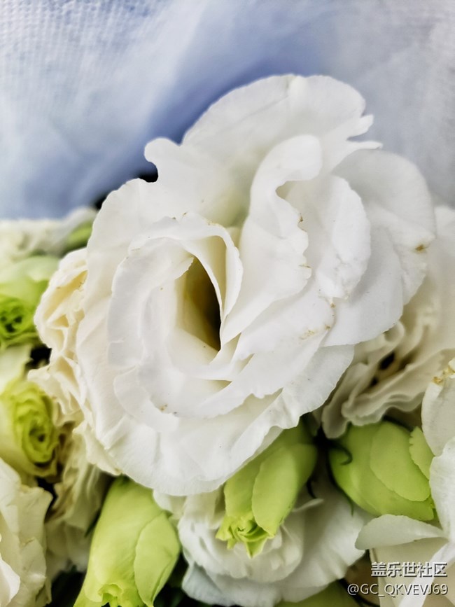 【夏季的花】+白色洋桔梗