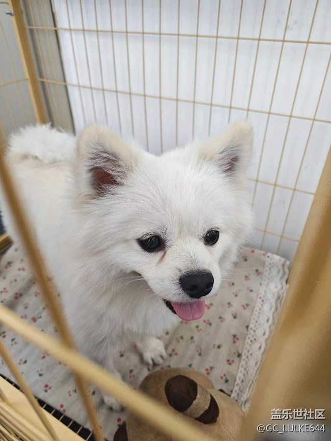 沈陽(yáng)星粉兒用延時(shí)攝影記錄制作小餅干活動(dòng)回顧 沈陽(yáng)星粉兒用延時(shí)攝影記錄制作小餅干活動(dòng)回顧