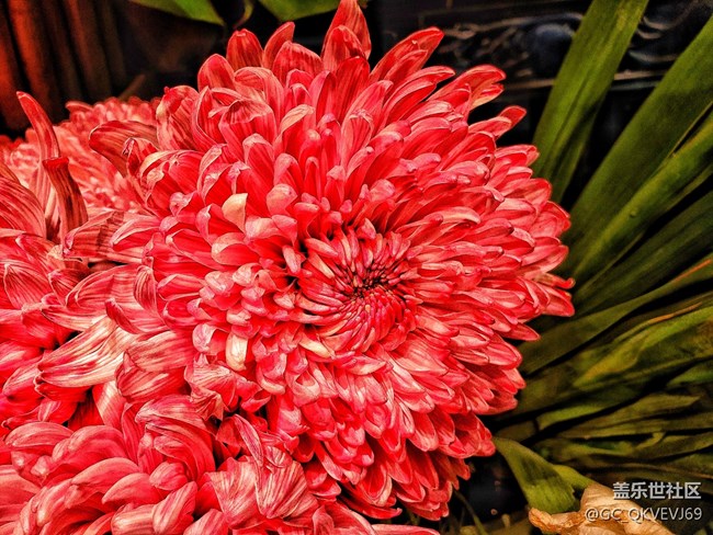 【夏季的花】+ 菊花 紅