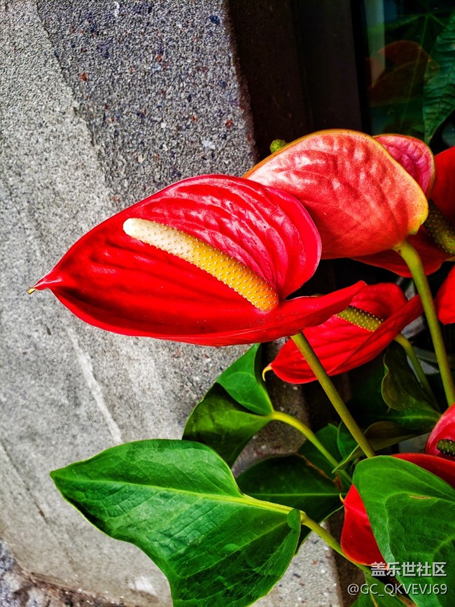 【夏季的花】+ 花燭 紅掌