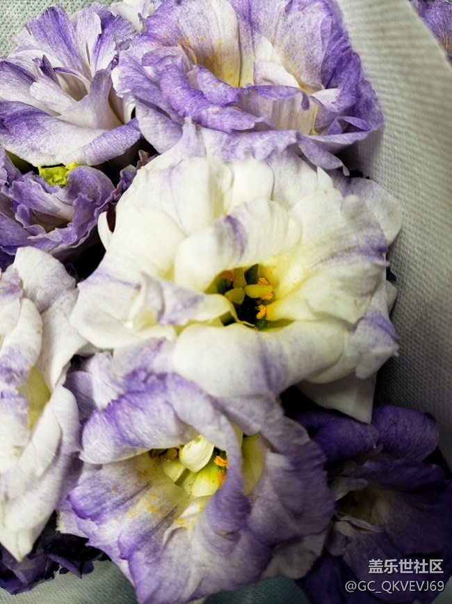 【夏季的花】+紫色洋桔梗