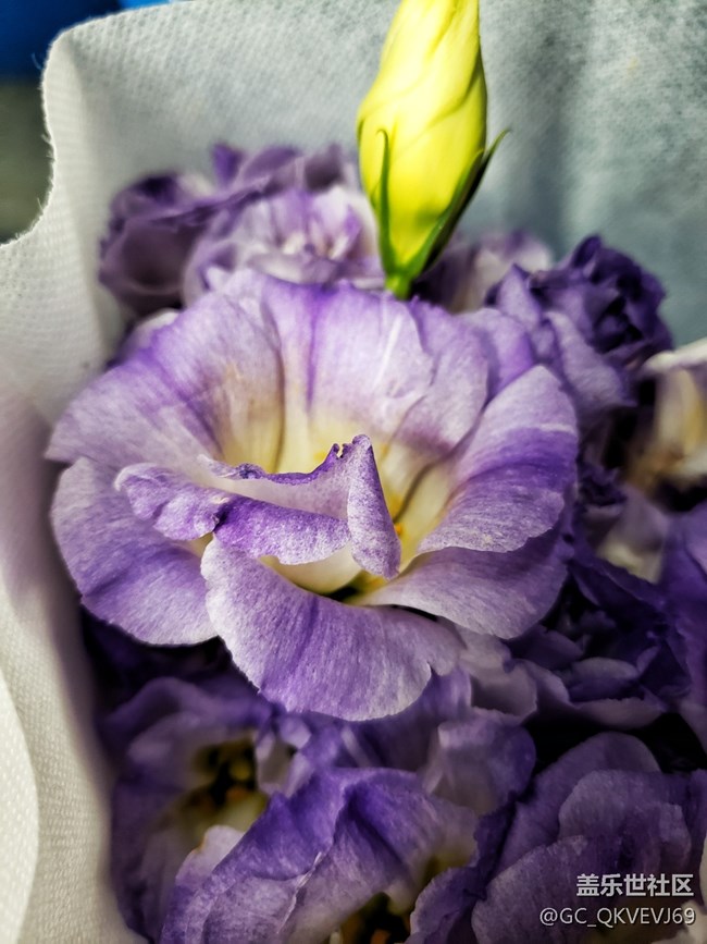 【夏季的花】+紫色洋桔梗