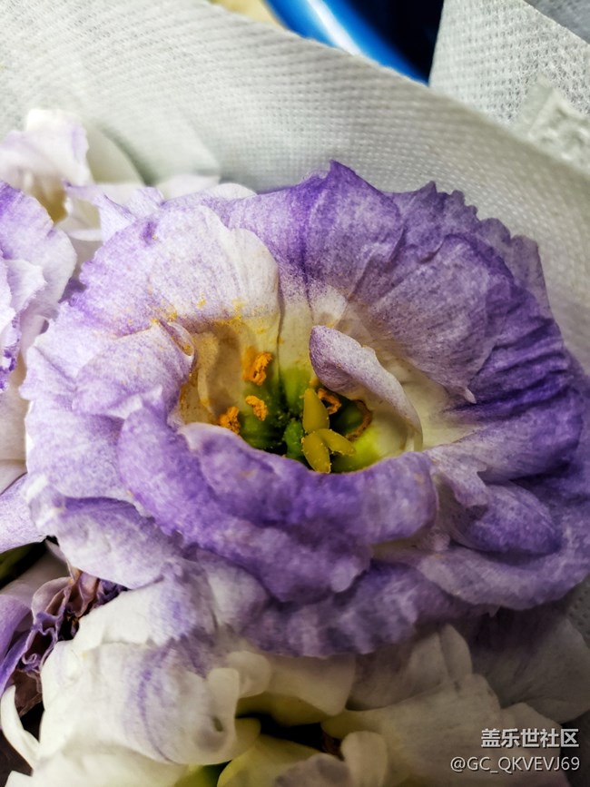 【夏季的花】+紫色洋桔梗