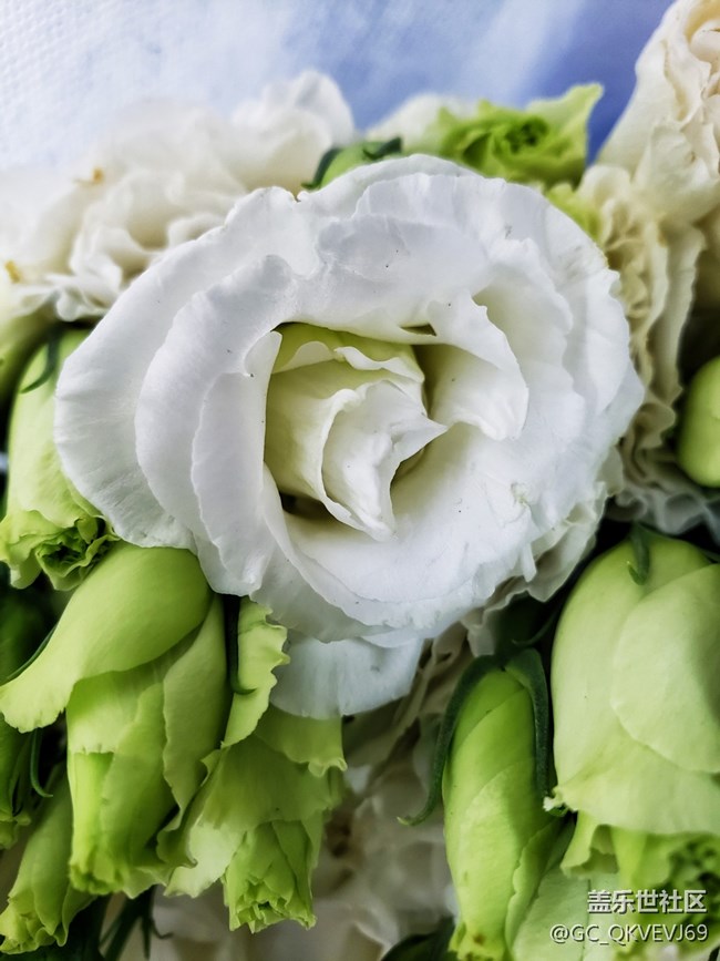 【夏季的花】+白色洋桔梗