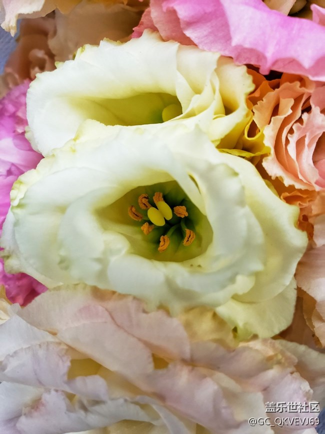 【夏季的花】+粉色洋桔梗