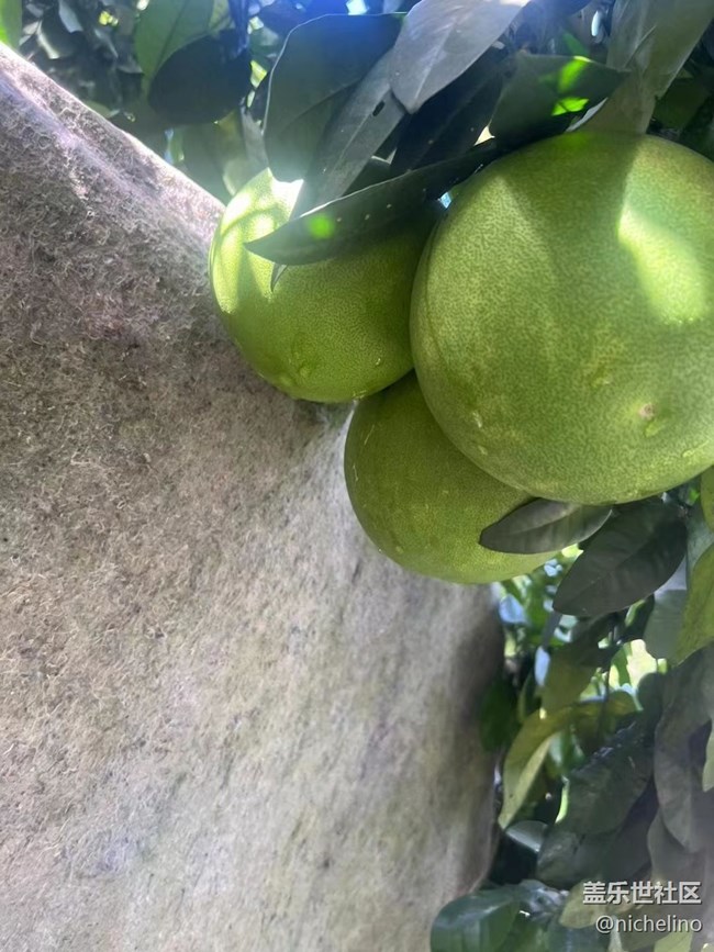 【夏日炎炎】夏季水果