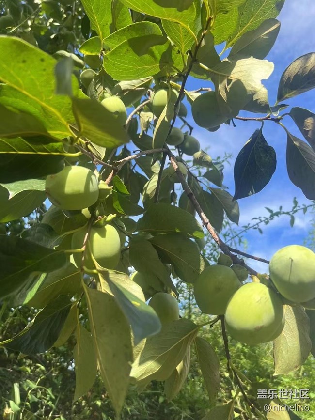 【夏日炎炎】夏季水果