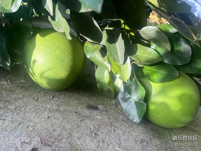 【夏日炎炎】夏季水果