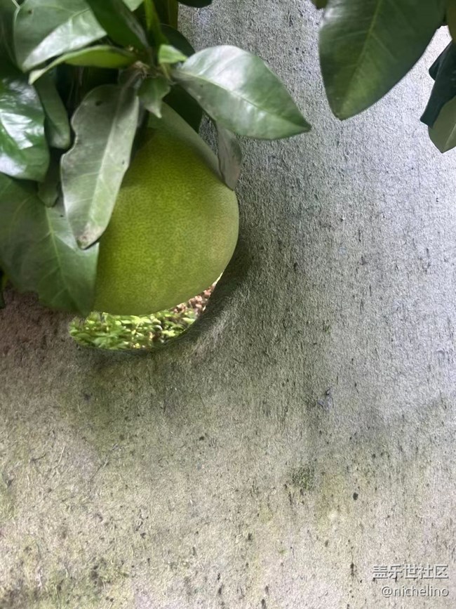 【夏日炎炎】夏季水果