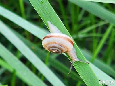 蝸牛