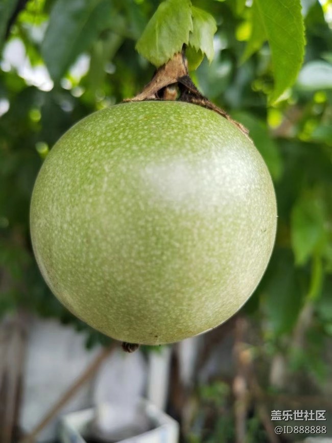 【捕捉夏日美好】百香果