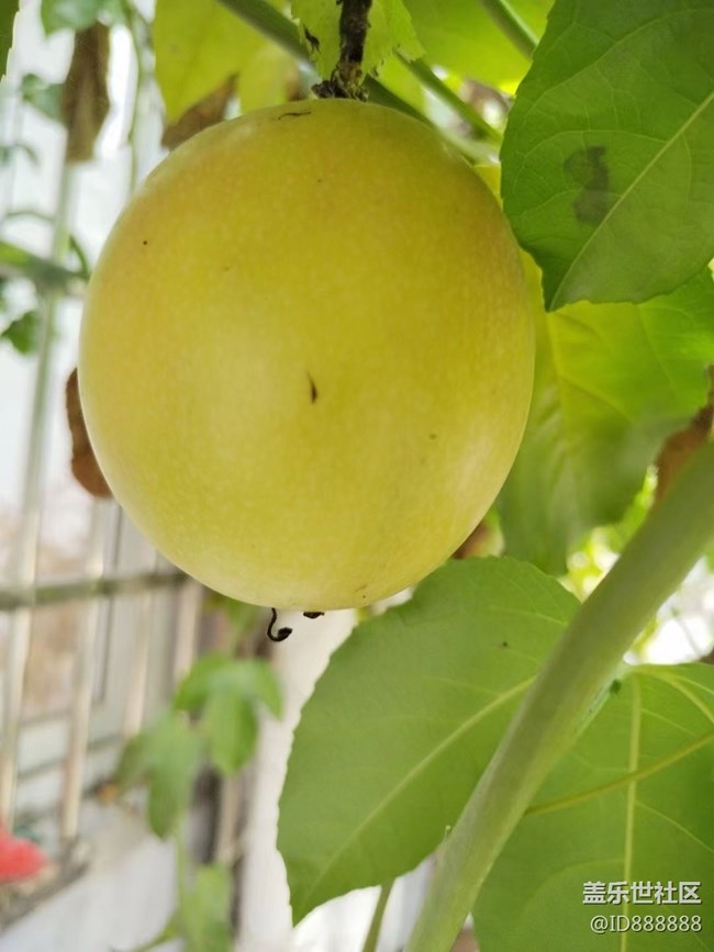 【捕捉夏日美好】百香果