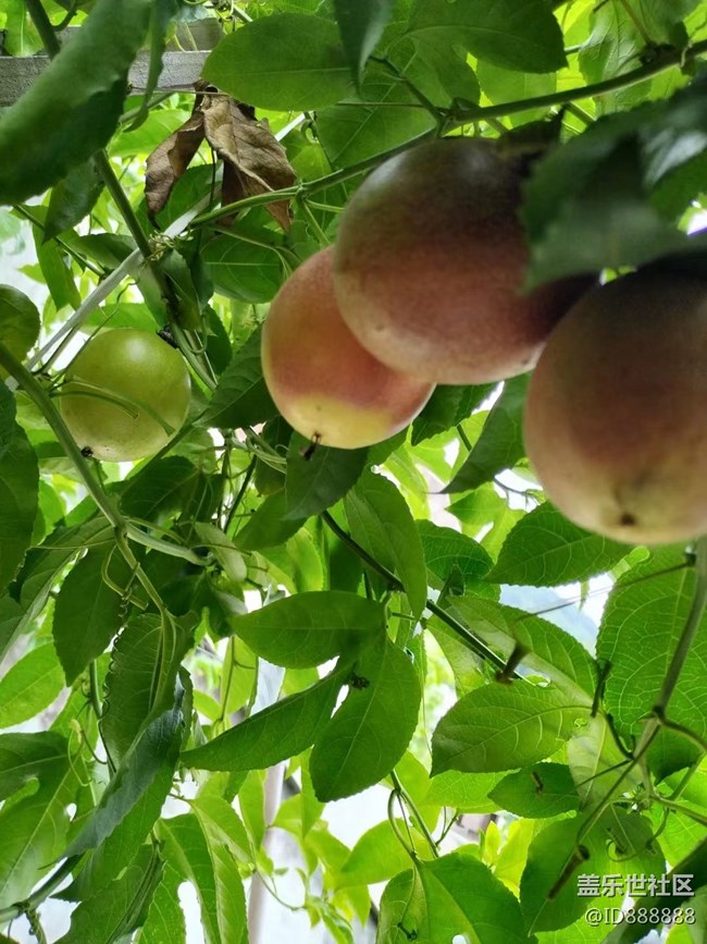 【捕捉夏日美好】百香果