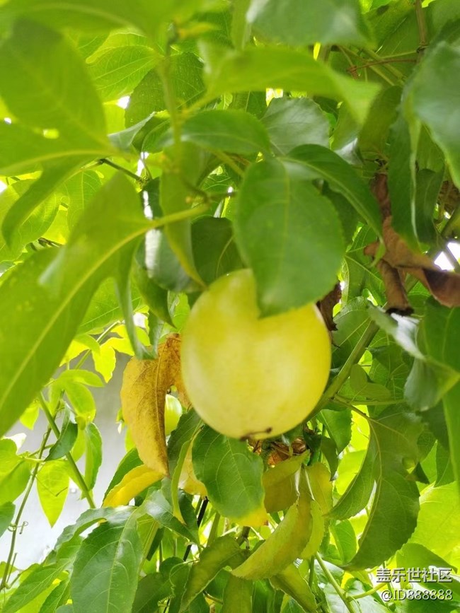 【捕捉夏日美好】百香果