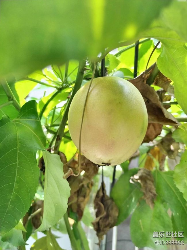 【捕捉夏日美好】百香果