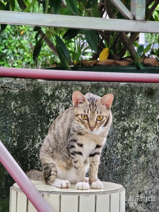 【捕捉夏日美好】日常記錄