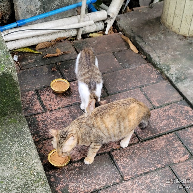 【捕捉夏日美好】日常記錄