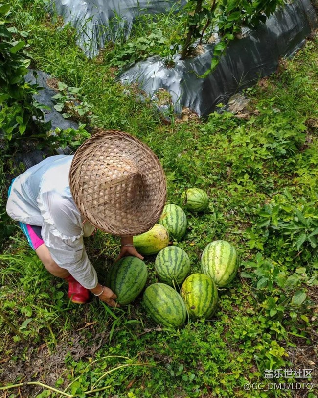 【尋一份美好】豐收