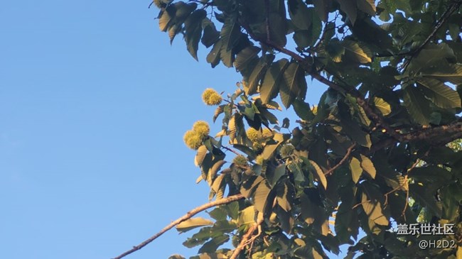 【那年初秋】板栗