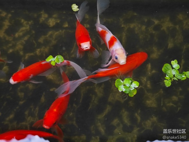 【捕捉身邊的美】+如魚得水