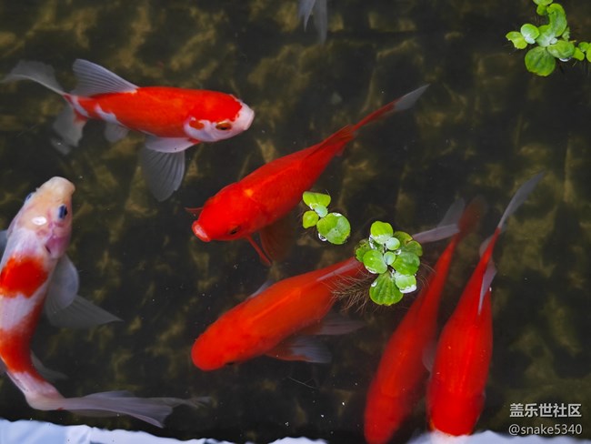 【捕捉身邊的美】+如魚得水