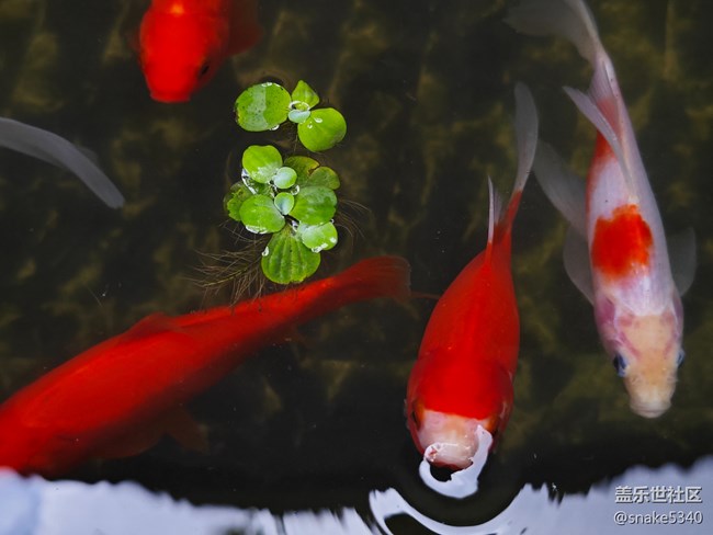 【捕捉身邊的美】+如魚得水