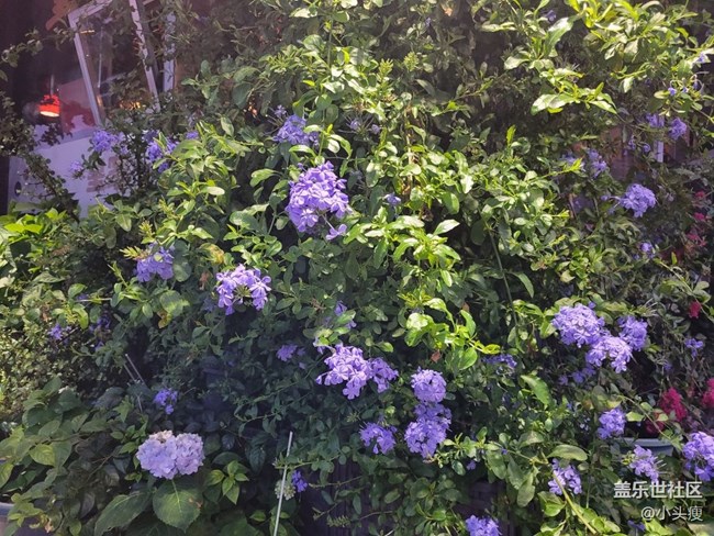 【那年初秋】小盆栽