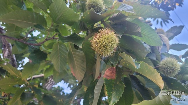 【那年初秋】板栗