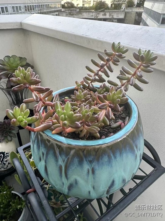 【那年初秋】盆景