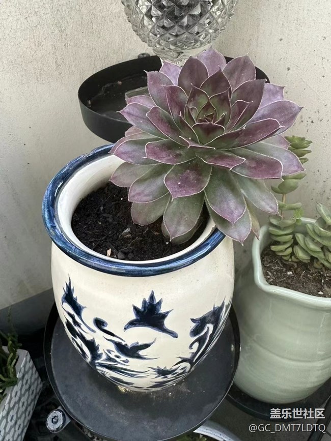 【那年初秋】盆景