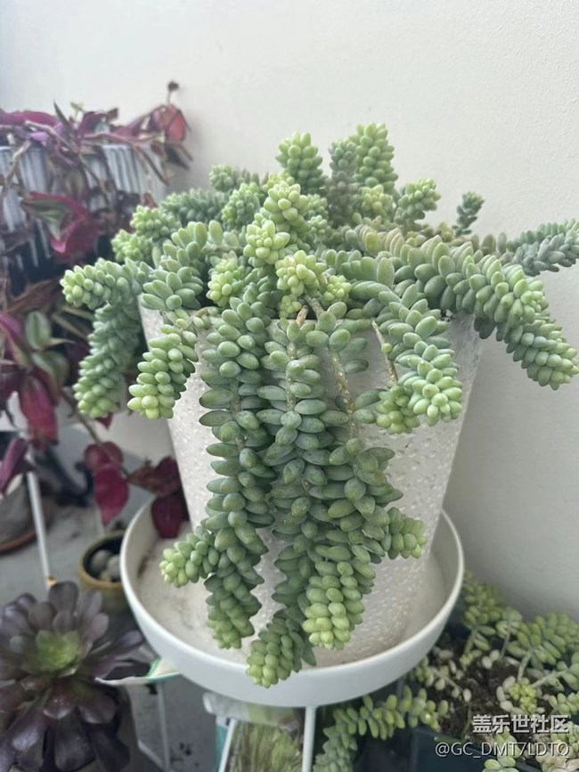 【那年初秋】盆景