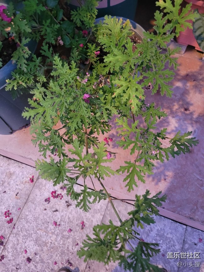 【那年初秋】小盆栽