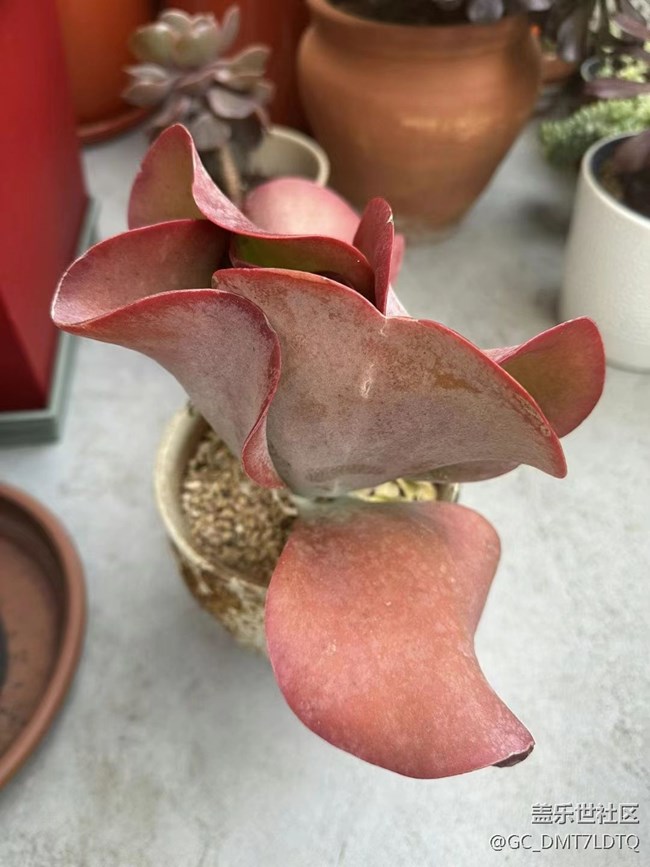 【那年初秋】盆景