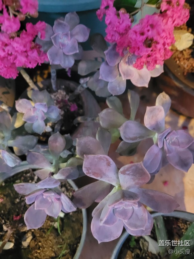 【那年初秋】小盆栽