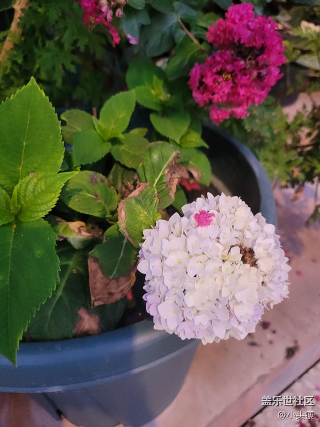 【那年初秋】小盆栽