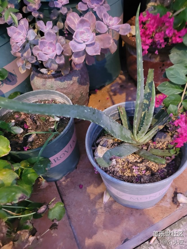 【那年初秋】小盆栽