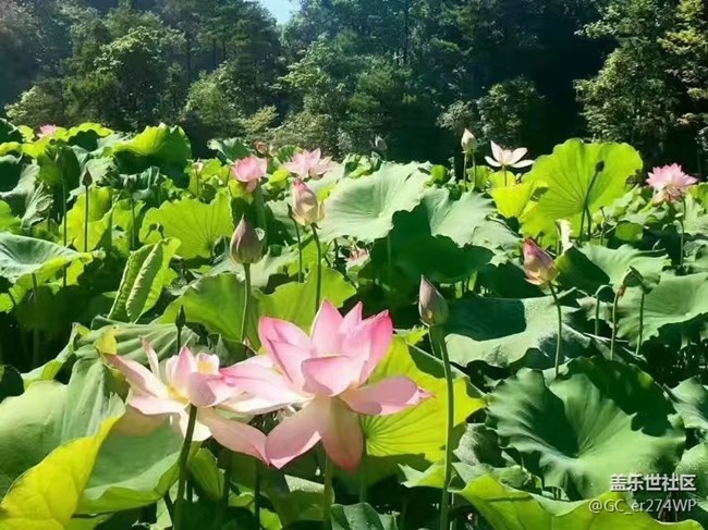 【那年初秋】荷花