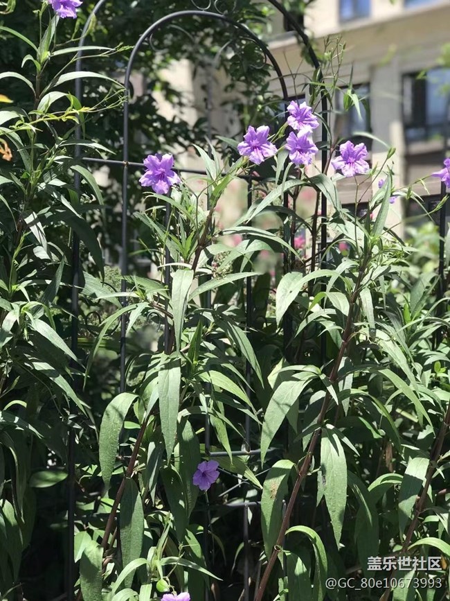 【那年初秋】烈日下的花兒