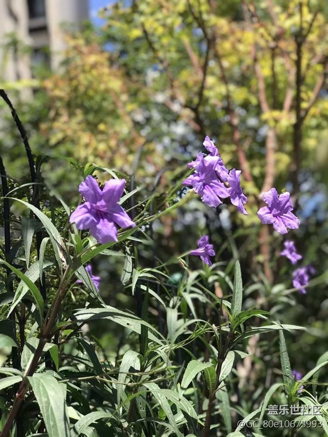 【那年初秋】烈日下的花兒