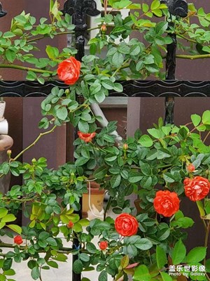 月季花