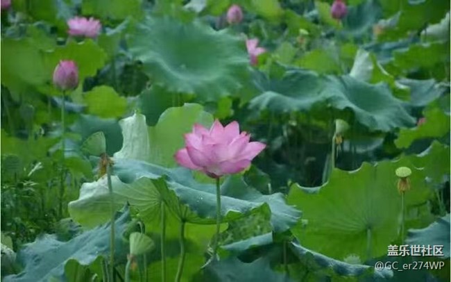 【那年初秋】荷花