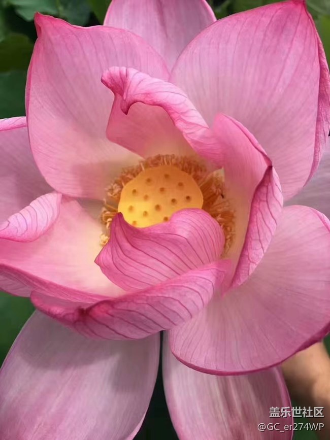 【那年初秋】荷花