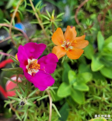 ＃隨手拍＃太陽花