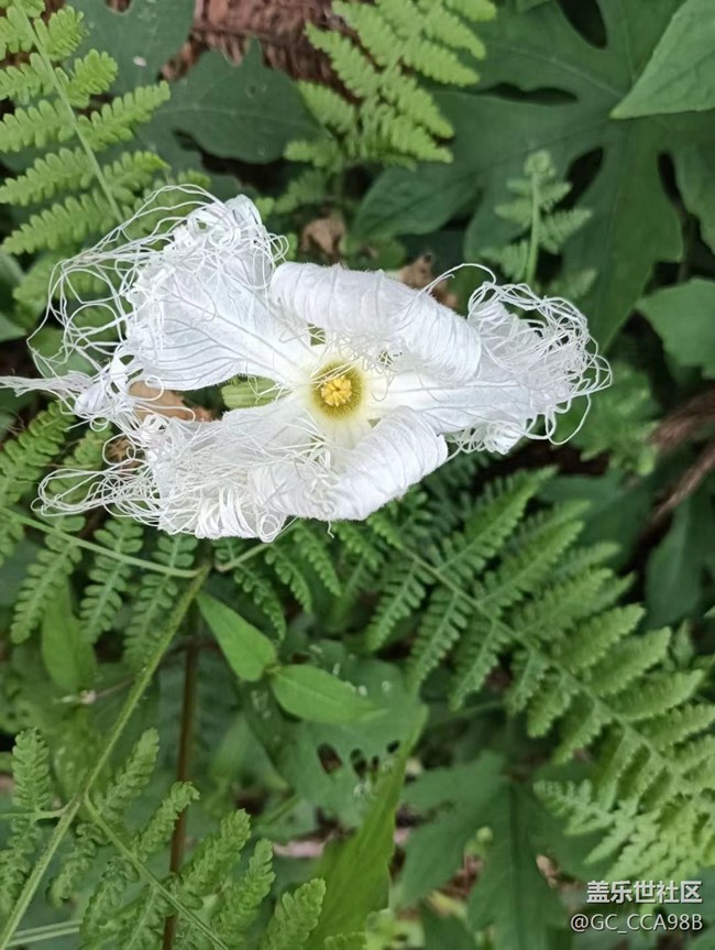 【那年初秋】美麗的花兒
