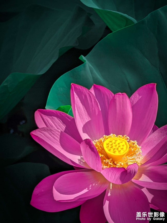 《精品大咖秀》 第九期: 你喜歡Fold還是Flip？