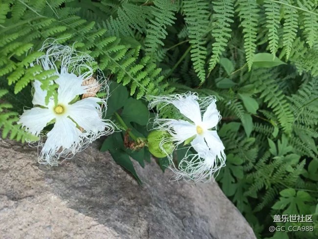 【那年初秋】美麗的花兒